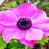 Pink Anemone Diamond painting