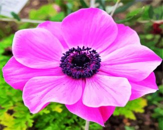 Pink Anemone Diamond painting