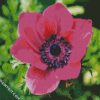 Pink Anemone Flower diamond painting