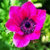 Pink Anemone Flower diamond painting