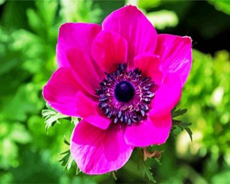 Pink Anemone Flower diamond painting