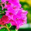 Pink Bougainvillea diamond painting