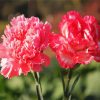 Pink Carnation diamond painting