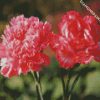 Pink Carnation diamond painting