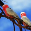 Pink Grey Cockatoo diamond painting