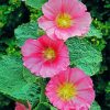 Pink Hollyhocks diamond painting