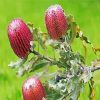 Pink Banksias Flowers diamond painting