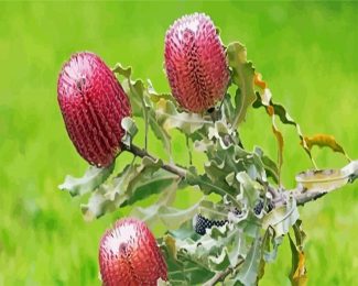 Pink Banksias Flowers diamond painting