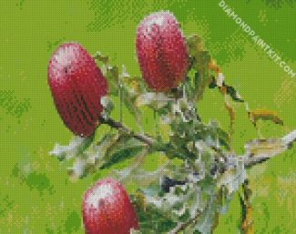 Pink Banksias Flowers diamond painting