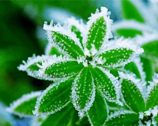 Plant Leaves Frost diamond painting