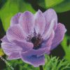 Purple Anemone diamond painting