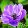 Purple Anemone diamond painting