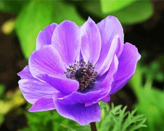 Purple Anemone diamond painting