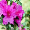 Purple Azaleas diamond painting