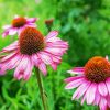 Purple Coneflower diamond painting