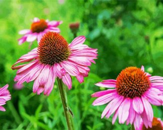 Purple Coneflower diamond painting