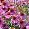 Purple Coneflower Wild Flower diamond painting