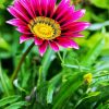 Purple Gazania diamond painting