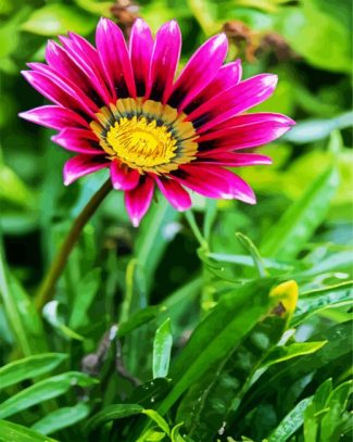 Purple Gazania diamond painting