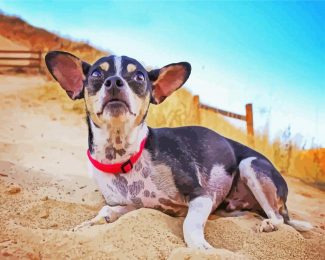 Rat Terrier At The Top Of Hill diamond painting