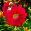 Red Blooming Hollyhocks diamond painting