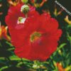 Red Blooming Hollyhocks diamond painting