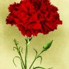 Red Carnation Flower diamond painting