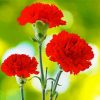 Red Carnation Flowers diamond painting