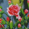 Red White Carnation diamond painting