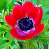 Red Anemone diamond painting