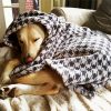 Sleepy Dog In Blanket diamond painting