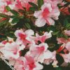 The Azaleas Pink Flowers diamond painting