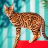 The Bengal Cat diamond painting