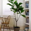 The Fiddle Leaf Fig Plant diamond painting