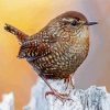 The Wren Bird diamond painting