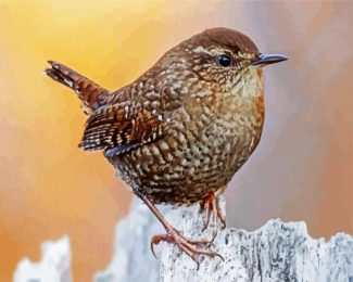 The Wren Bird diamond painting