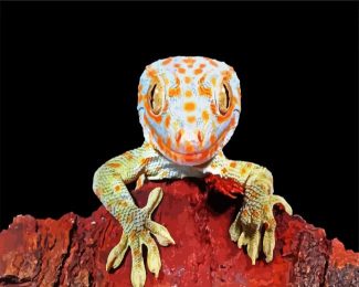 Tokay Gecko Lizard diamond painting