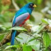 Trogon Bird Animal diamond painting