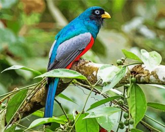 Trogon Bird Animal diamond painting