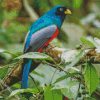 Trogon Bird Animal diamond painting