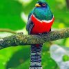 Trogon diamond painting