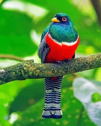 Trogon diamond painting