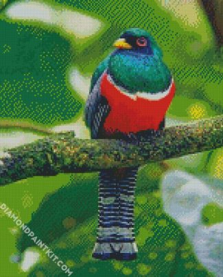 Trogon diamond painting