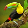 Toucan Bird diamond painting