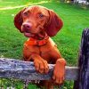 Vizsla Dog Breed diamond painting