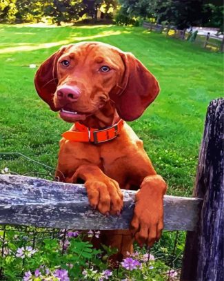 Vizsla Dog Breed diamond painting