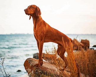 Vizsla Dog diamond painting