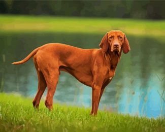 Vizsla diamond painting