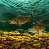 Walleye Fish Underwater diamond painting