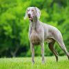 Weimaraner diamond painting